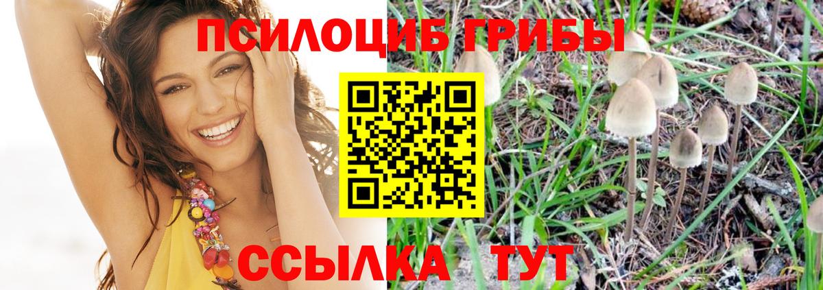Галлюциногенные грибы Cubensis Карачаевск
